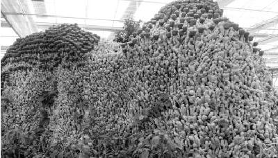 东西湖3.2亿打造“农业嘉年华”