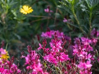 樱花溪公园拾零