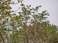 樱花溪公园拾零