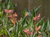 樱花溪公园拾零