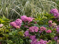 樱花溪公园拾零