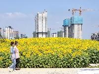 梦幻葵花海 妆点新城梦
