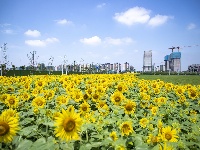梦幻葵花海 妆点新城梦