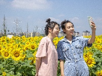 梦幻葵花海 妆点新城梦