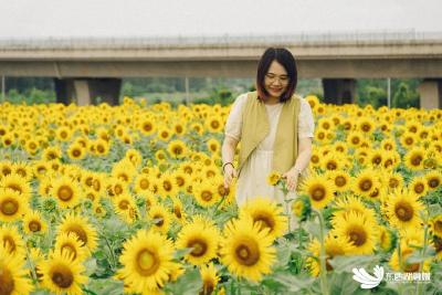 东西湖向日葵花海，还等你最后一个月！ 