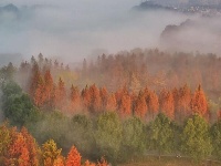 东西湖，“湿”意栖居