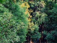 青绿为款，只此一卷