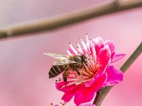 东西湖，好美一片梅花岛