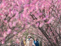 东西湖，好美一片梅花岛