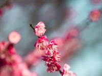 东西湖，好美一片梅花岛