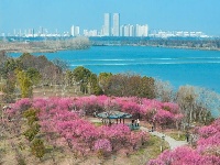 东西湖，好美一片梅花岛