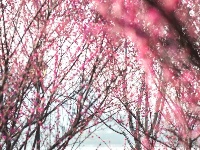 东西湖，好美一片梅花岛