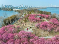东西湖，好美一片梅花岛