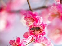 东西湖，好美一片梅花岛