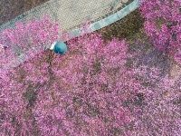 东西湖，好美一片梅花岛