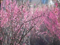 东西湖，好美一片梅花岛