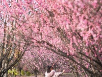 东西湖，好美一片梅花岛