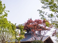 来杜公湖国家湿地公园，赏杜鹃岛漫山红遍“首秀”