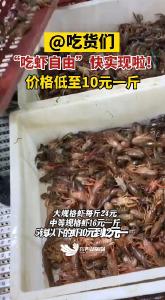 降价啦！价格低至10元一斤，小龙虾自由快实现啦！