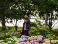 5月的东西湖，是绣球花的主场！