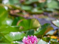 荷！荷！美！美！