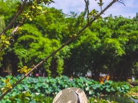 荷！荷！美！美！