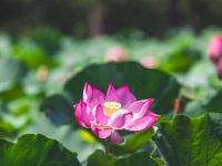 荷！荷！美！美！