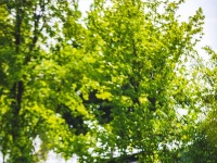 荷！荷！美！美！