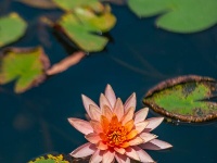 荷！荷！美！美！