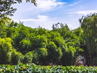 荷！荷！美！美！