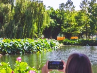 荷！荷！美！美！