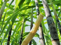 甘蔗地里啃甘蔗，甜！