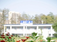 10000㎡百日草开了~