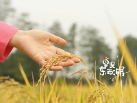 割禾喽！丰收氛围感来了~