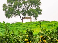 柏泉的橘子，熟啦！