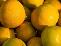 当「美拉德」的风吹到东西湖