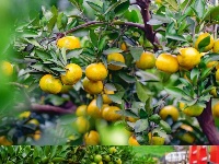 柏泉的橘子，熟啦！