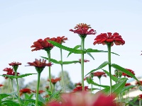 10000㎡百日草开了~