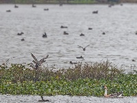 东西湖，小天鹅来了！