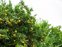 柏泉的橘子，熟啦！