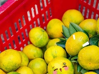 柏泉的橘子，熟啦！