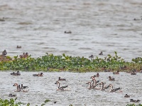东西湖，小天鹅来了！