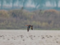 东西湖，小天鹅来了！