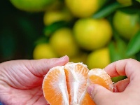 柏泉的橘子，熟啦！