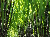 甘蔗地里啃甘蔗，甜！