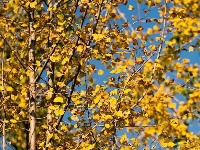 当「美拉德」的风吹到东西湖