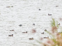 东西湖，小天鹅来了！