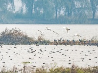 东西湖，小天鹅来了！