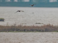 东西湖，小天鹅来了！
