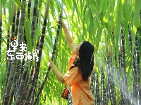 甘蔗地里啃甘蔗，甜！